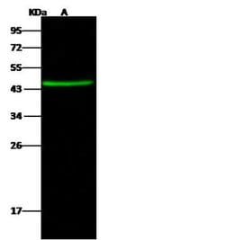Invitrogen CCDC42 Polyclonal Antibody 100 &mu;L; Unconjugated:Antibodies,