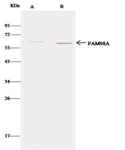 Invitrogen FAM98A Polyclonal Antibody 100 &mu;L; Unconjugated:Antibodies,