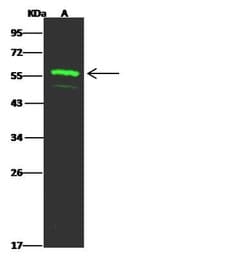 Invitrogen FAM98A Polyclonal Antibody 100 &mu;L; Unconjugated:Antibodies,