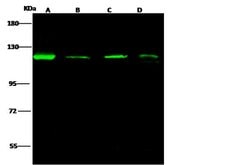 Invitrogen AP2A2 Polyclonal Antibody 100 &mu;L; Unconjugated:Antibodies,