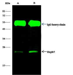 Invitrogen HSPB7 Polyclonal Antibody 100 μL; Unconjugated:Antibodies,