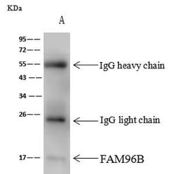 Invitrogen FAM96B Polyclonal Antibody 100 &mu;L | Buy Online | Invitrogen&trade; | Fisher Scientific