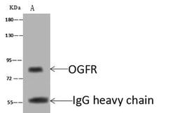 Invitrogen OGFR Polyclonal Antibody 100 &mu;L; Unconjugated:Antibodies,