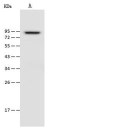 Invitrogen OGFR Polyclonal Antibody 100 &mu;L; Unconjugated:Antibodies,