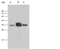 Invitrogen P2Y6 Polyclonal Antibody 100 &mu;L; Unconjugated:Antibodies,