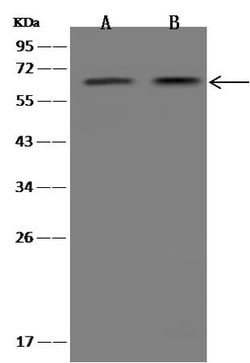 Invitrogen FCAMR Polyclonal Antibody 100 &mu;L; Unconjugated:Antibodies,