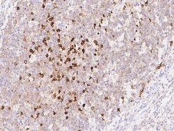 Invitrogen CD38 Polyclonal Antibody 100 μL; Unconjugated:Antibodies,