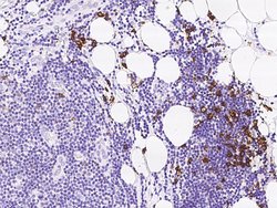 Invitrogen CD38 Polyclonal Antibody 100 μL; Unconjugated:Antibodies,