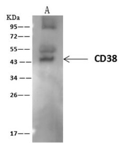 Invitrogen CD38 Polyclonal Antibody 100 μL; Unconjugated:Antibodies,