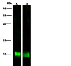 Invitrogen S100A6 Polyclonal Antibody 100 μL; Unconjugated:Antibodies,