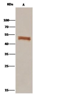 Invitrogen PEDF Polyclonal Antibody 100 μL; Unconjugated:Antibodies,