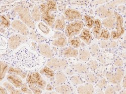 Folate Receptor alpha Polyclonal Antibody, Invitrogen 100 &mu;L; Unconjugated:Antibodies,