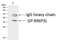Invitrogen BNIP3L Polyclonal Antibody 100 &mu;L; Unconjugated:Antibodies,