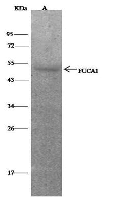 Invitrogen FUCA1 Polyclonal Antibody 100 &mu;L | Buy Online | Invitrogen&trade; | Fisher Scientific