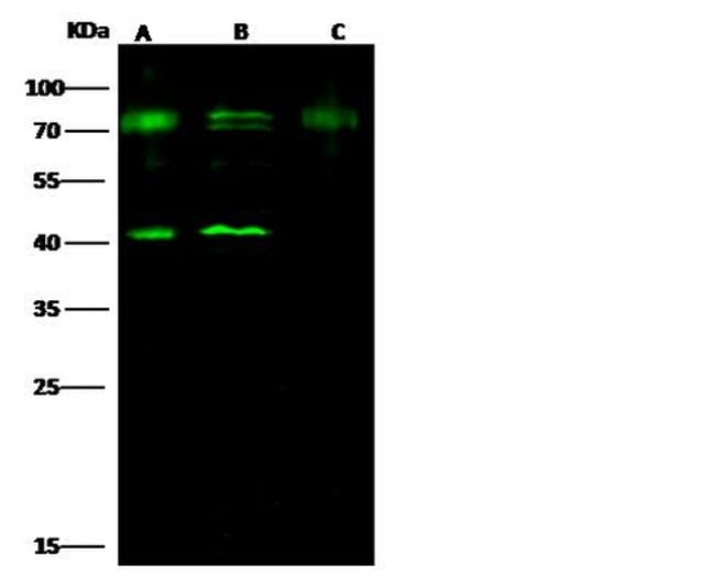 CERT Rabbit antiHuman, Polyclonal, Invitrogen 100 μL; Unconjugated