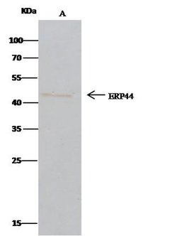 Invitrogen ERP44 Polyclonal Antibody 100 &mu;L; Unconjugated:Antibodies,