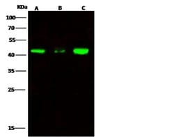 Invitrogen ERP44 Polyclonal Antibody 100 &mu;L; Unconjugated:Antibodies,
