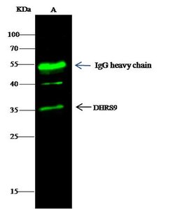 Invitrogen DHRS9 Polyclonal Antibody 100 μL; Unconjugated:Antibodies,