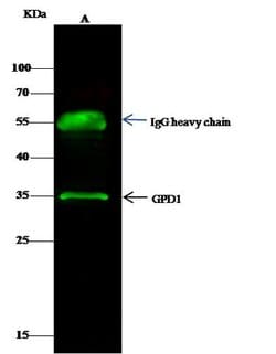 Invitrogen GPD1 Polyclonal Antibody 100 μL; Unconjugated:Antibodies,