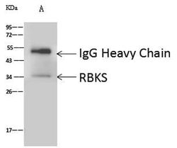 Invitrogen RBKS Polyclonal Antibody 100 μL; Unconjugated:Antibodies,