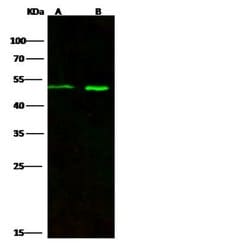 Invitrogen Draxin Polyclonal Antibody 100 &mu;L; Unconjugated:Antibodies,