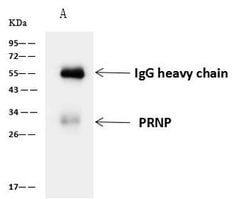 Invitrogen PrP Polyclonal Antibody 100 &mu;L; Unconjugated:Antibodies,