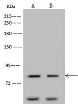 Invitrogen CDH12 Polyclonal Antibody 100 &mu;L; Unconjugated:Antibodies,