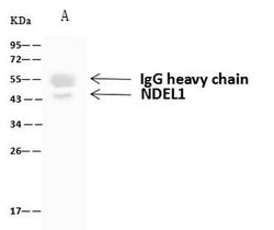 Invitrogen Nudel Polyclonal Antibody 100 &mu;L; Unconjugated:Antibodies,
