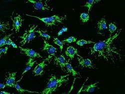 Invitrogen MRPL12 Polyclonal Antibody 100 μL; Unconjugated:Antibodies,