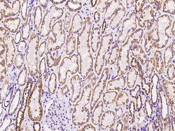 Invitrogen MRPL12 Polyclonal Antibody 100 μL; Unconjugated:Antibodies,
