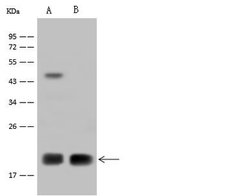 Invitrogen MRPL12 Polyclonal Antibody 100 μL; Unconjugated:Antibodies,