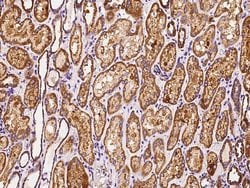 Invitrogen MRPS26 Polyclonal Antibody 100 &mu;L; Unconjugated:Antibodies,