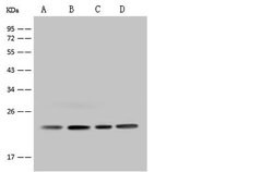 Invitrogen MRPS26 Polyclonal Antibody 100 &mu;L; Unconjugated:Antibodies,