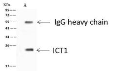 Invitrogen ICT1 Polyclonal Antibody 100 &mu;L; Unconjugated:Antibodies,