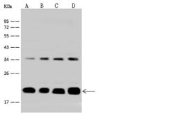 Invitrogen ICT1 Polyclonal Antibody 100 &mu;L; Unconjugated:Antibodies,
