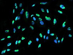 Invitrogen DDX21 Polyclonal Antibody 100 &mu;L; Unconjugated:Antibodies,