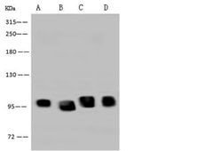 Invitrogen DDX21 Polyclonal Antibody 100 &mu;L; Unconjugated:Antibodies,