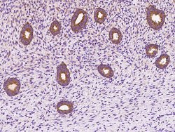 Invitrogen DYNC1LI1 Polyclonal Antibody 100 μL; Unconjugated:Antibodies,