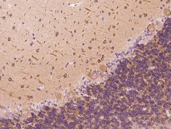 Invitrogen DYNC1LI1 Polyclonal Antibody 100 μL; Unconjugated:Antibodies,