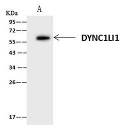 Invitrogen DYNC1LI1 Polyclonal Antibody 100 μL; Unconjugated:Antibodies,