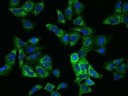 Invitrogen eIF3e Polyclonal Antibody 100 &mu;L; Unconjugated:Antibodies,