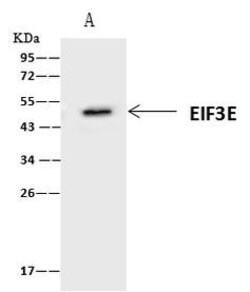 Invitrogen eIF3e Polyclonal Antibody 100 &mu;L; Unconjugated:Antibodies,