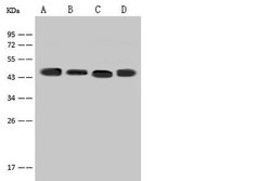 Invitrogen eIF3e Polyclonal Antibody 100 &mu;L; Unconjugated:Antibodies,
