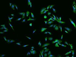 Invitrogen RAB5IF Polyclonal Antibody 100 μL; Unconjugated:Antibodies,