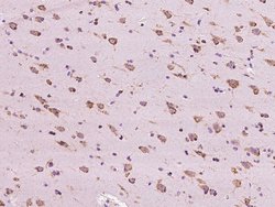 Invitrogen RAB5IF Polyclonal Antibody 100 μL; Unconjugated:Antibodies,