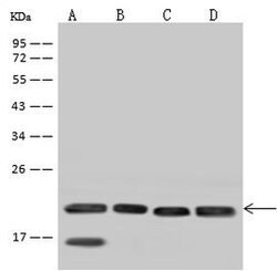 Invitrogen SSR3 Polyclonal Antibody 100 &mu;L; Unconjugated:Antibodies,