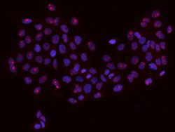 Invitrogen RBM34 Polyclonal Antibody 100 μL; Unconjugated:Antibodies,