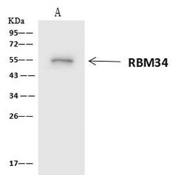 Invitrogen RBM34 Polyclonal Antibody 100 μL; Unconjugated:Antibodies,