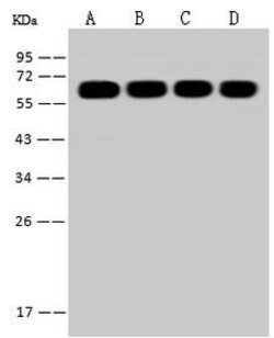 Invitrogen LAP2 Polyclonal Antibody 100 &mu;L; Unconjugated:Antibodies,