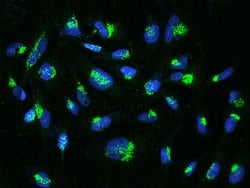 Invitrogen YIPF4 Polyclonal Antibody 100 μL; Unconjugated:Antibodies,